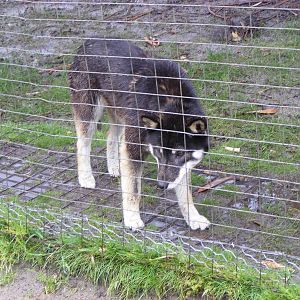 Dingo Pup - September, 2009