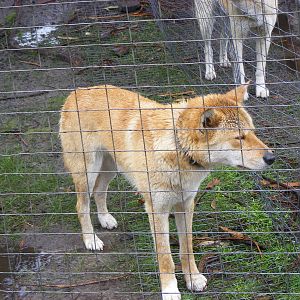 Dingo - September, 2009