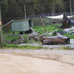 Dingo Exhibit - September, 2009