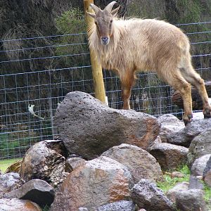Himalayan Tahr - September, 2009