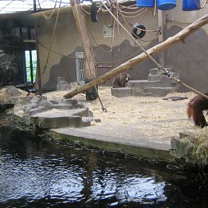 Orangutan House 16th September 2009.