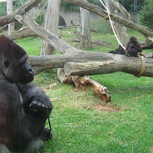 Gorillas 16th September 2009.