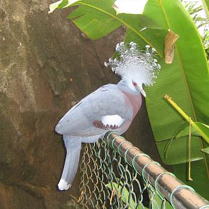 Waaierduif, 16th September 2009.