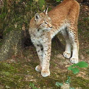 Wildpark Pforzheim - Lynx lynx