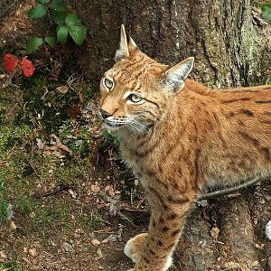 Wildpark Pforzheim - Lynx lynx