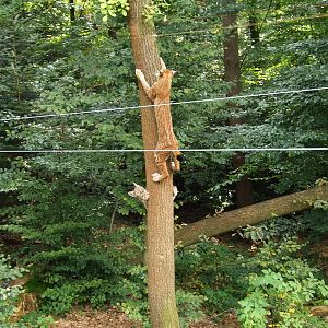 Wildpark Pforzheim - Lynx lynx