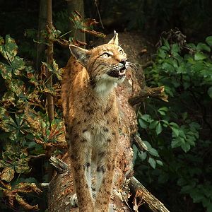 Wildpark Pforzheim - Lynx lynx