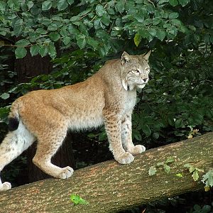 Wildpark Pforzheim - Lynx lynx