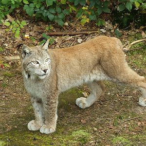 Wildpark Pforzheim - Lynx lynx