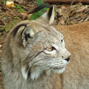 Wildpark Pforzheim - Lynx lynx