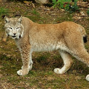 Wildpark Pforzheim - Lynx lynx