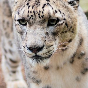 snow leopard 27.09.09