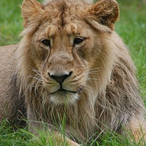 Young Male Lion