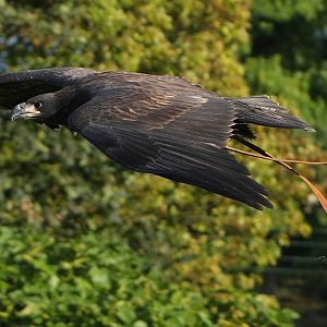 Nanook - Juvenile Male Bald Eagle