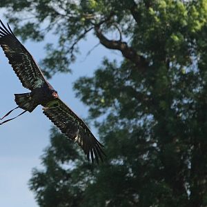 Nanook - Juvenile Male Bald Eagle