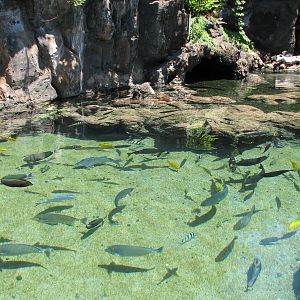 Surge Zone with juvenile fish