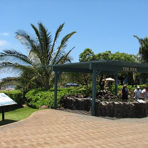 Tide Pool