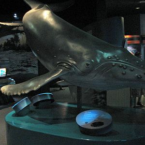 Marine Mammal Discovery Center