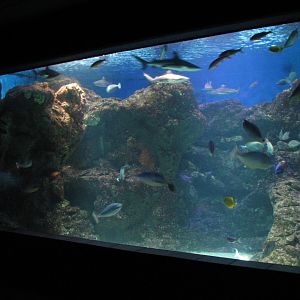 Open Ocean exhibit