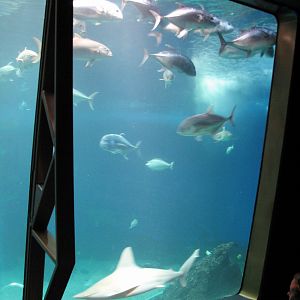Open Ocean exhibit
