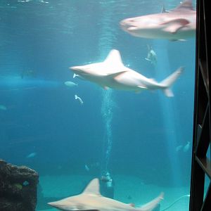 Open Ocean exhibit