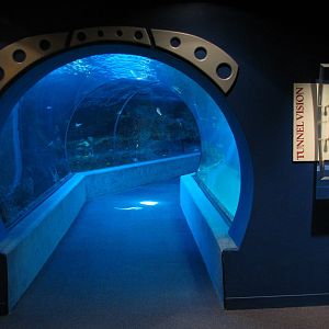 Open Ocean exhibit tunnel