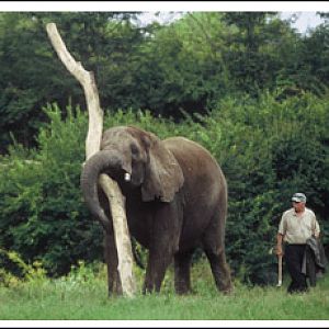 elephant enrichment?