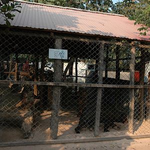 Sun Bear cage, Angkor Zoo - 2005