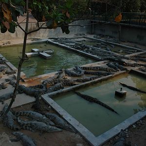 Crocs, Angkor Zoo - 2005