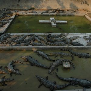Crocs, Angkor Zoo - 2005