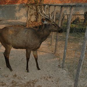 Deer, Angkor Zoo - 2005