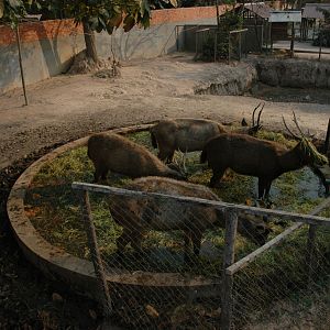 Deers, Angkor Zoo - 2005