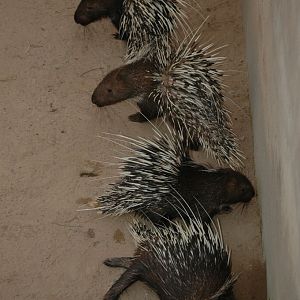 Porcupines, Angkor Zoo - 2005
