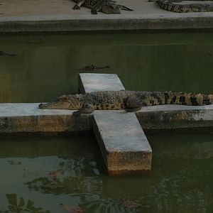 Crocs, Angkor Zoo - 2005