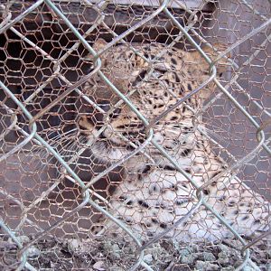 Leopard, Angkor Zoo - 2005