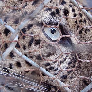Leopard, Angkor Zoo - 2005