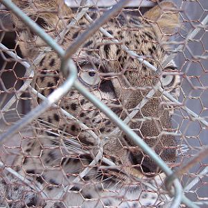 Leopard, Angkor Zoo - 2005