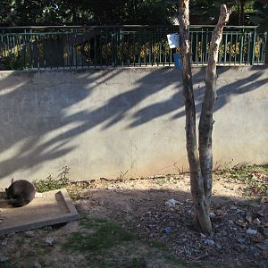 Sun Bear enclosure, Angkor Zoo - 2005