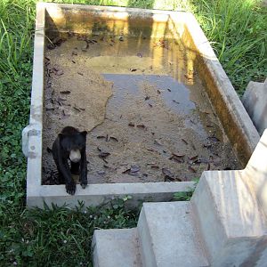 Sun Bear enclosure, Angkor Zoo - 2005