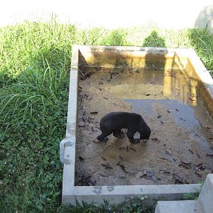 Sun Bear enclosure, Angkor Zoo - 2005