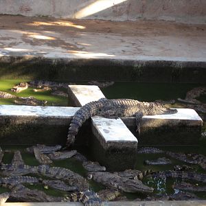 Crocs, Angkor Zoo - 2005