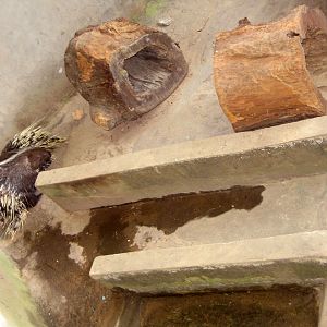 Porcupine enclosure, Angkor Zoo - 2005
