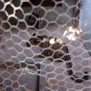 Clouded Leopard cage, Angkor Zoo - 2005