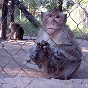 Macaque, Angkor Zoo - 2005