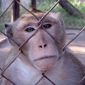 Macaque, Angkor Zoo - 2005