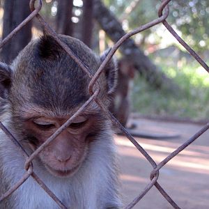 Macaque, Angkor Zoo - 2005