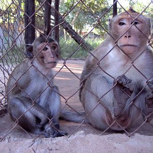 Macaques, Angkor Zoo - 2005