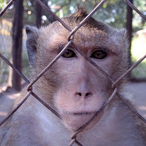 Macaque, Angkor Zoo - 2005