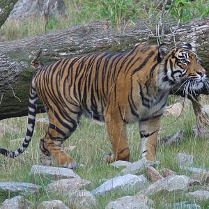 Sumatran Tiger