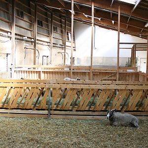 Sheeps at Nordens Ark